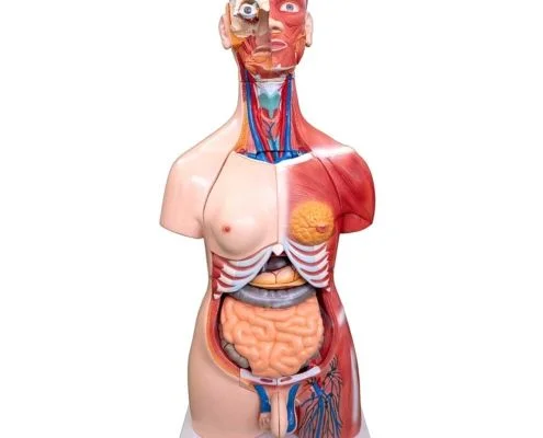 Human Anatomy Torso - Torse Modèle Anatomique du Corps Humain