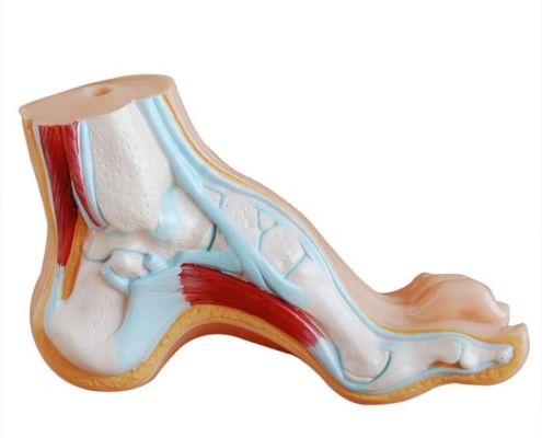 El - Ayak Modelleri | anatomia